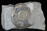 Dumortiera Ammonite Fossil - Germany #13166-1